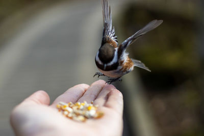 Close-up of hand holding a bird