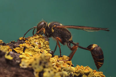 Close-up of bee pollinating flower