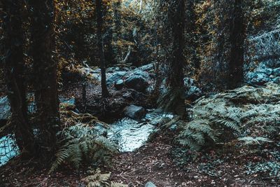 Trees in forest