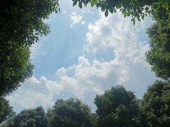 Low angle view of trees against sky