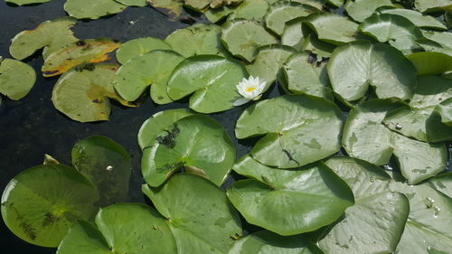 High angle view of leaves floating on lake