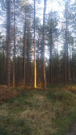 Trees in forest