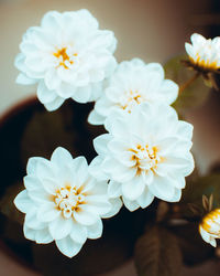 Dalia. close-up of white flowers