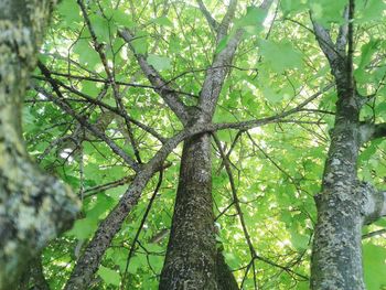 Low angle view of tree