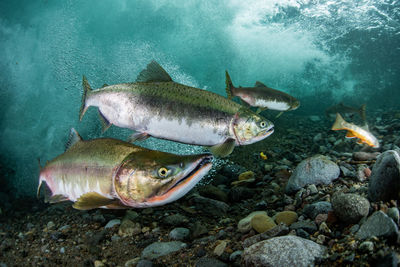 Fish swimming in sea