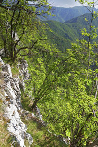 Scenic view of forest