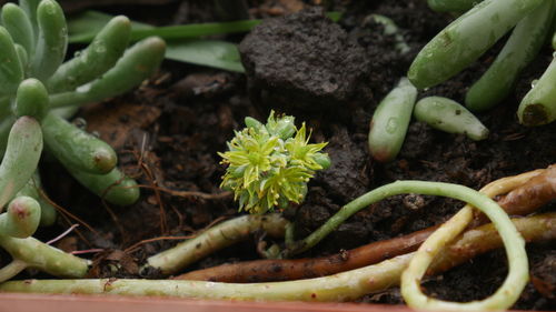 Close-up of potted plant