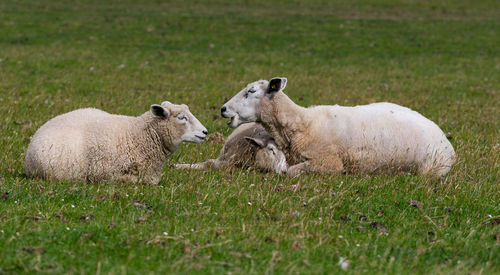 Sheep in a field