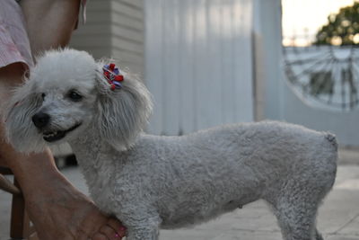 Close-up of man with dog