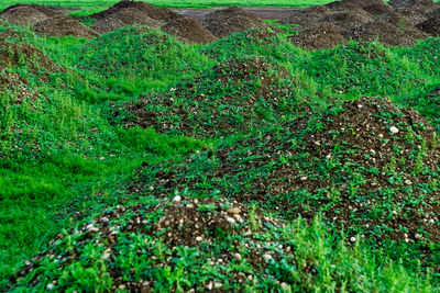 High angle view of trees growing on field