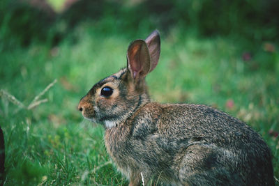 Close-up of rabbit