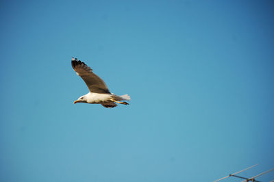 Seagull in flight