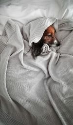 Portrait of dog relaxing on bed