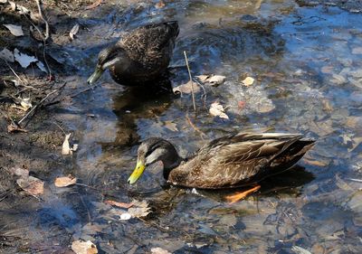 High angle view of mallard duck swimming in lake