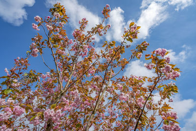 Low angle view of cherry blossom against sky