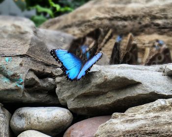 Close-up of butterfly on rock