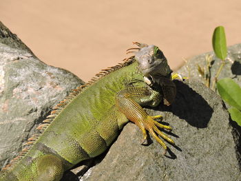 Green iguana sunning on a rock 