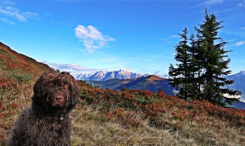 Dog sitting on landscape against sky