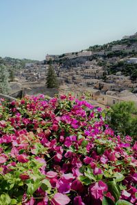 View of flowers against clear sky