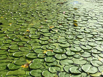 Full frame shot of lotus water lily in pond