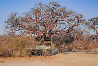 Bare tree by plants against sky