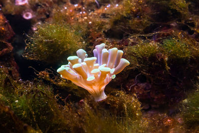 Close-up of coral in water