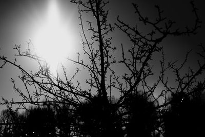 Silhouette bare trees against sky