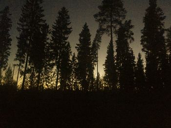 Silhouette of pine trees in forest