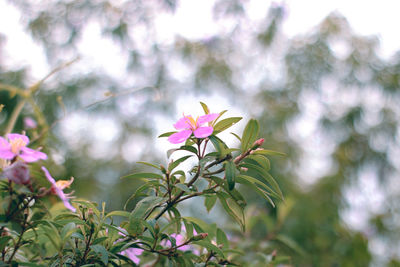 Close-up of pink flowering plant