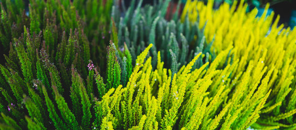 Close-up of heathers during autumn