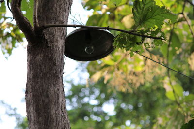 Low angle view of hanging from tree