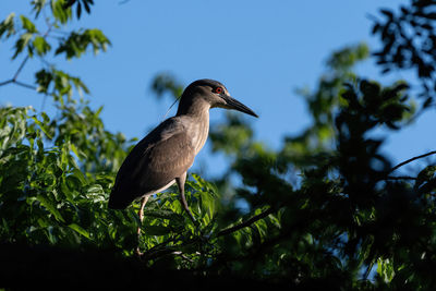 Low angle view of bird perching on plant against sky