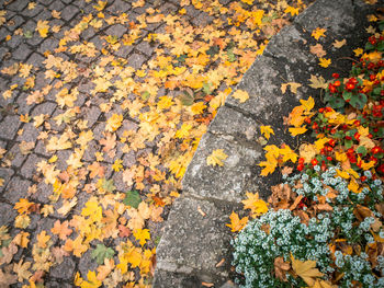 Full frame shot of yellow maple leaves