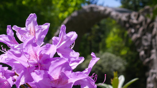 Close-up of pink flowering plant