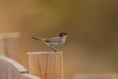 Bird perching on a railing