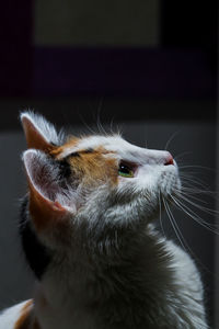 Close-up of a cat looking away