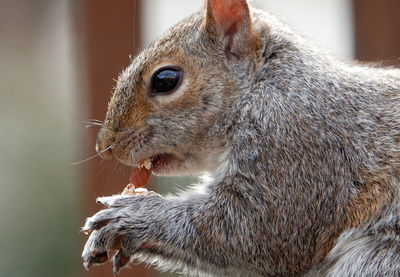 Close-up of squirrel