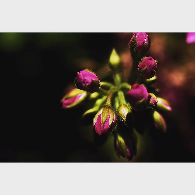 transfer print, flower, auto post production filter, freshness, fragility, growth, close-up, petal, purple, beauty in nature, nature, focus on foreground, flower head, plant, pink color, selective focus, bud, blooming, no people, stem