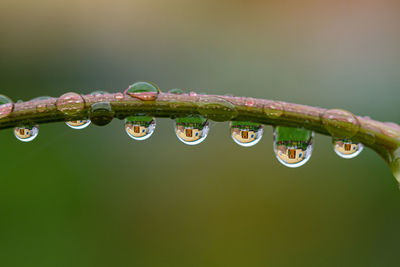 Close-up of water drops on plant