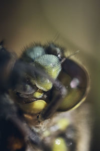 Close-up of insect on flower