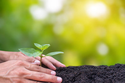 Close-up of hand holding plant