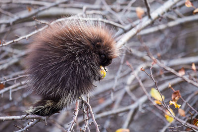 Close-up of young porcupine eating fruit on tree