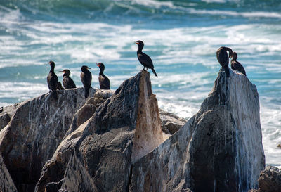 Birds perching on rock in sea