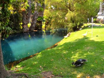 Scenic view of lake by trees