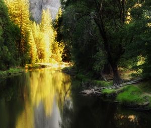 Reflection of trees in lake