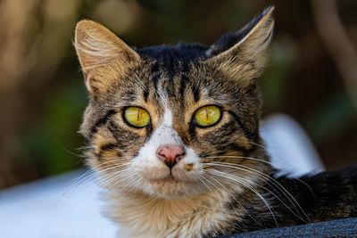 cat
