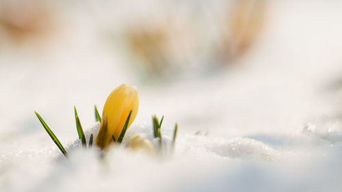 Close-up of yellow crocus plant in winter