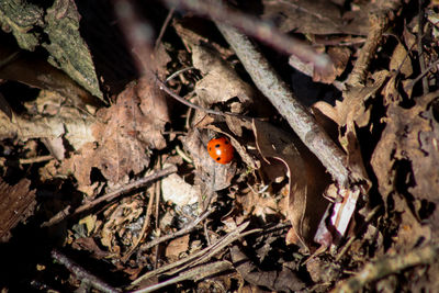 High angle view of ladybug on tree trunk