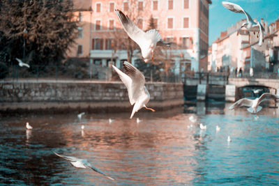 Seagull flying over canal