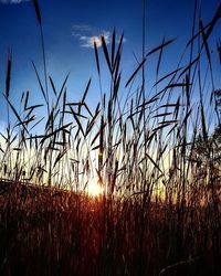 Plants growing on field at sunset